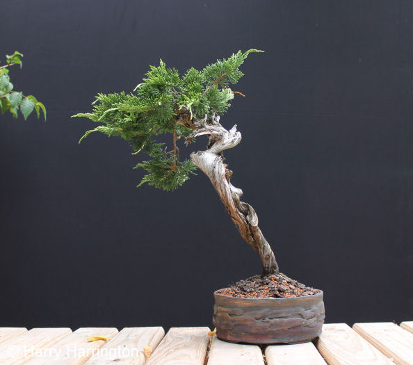 Juniper sabina literati bonsai